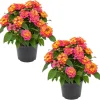 Lantana Rose Live Plants - Set of 2 Fragrant Perennial Flowers, 4-6 Inch Tall - Image 1
