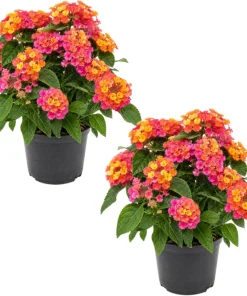 Lantana Rose Live Plants - Set of 2 Fragrant Perennial Flowers, 4-6 Inch Tall - Image 1