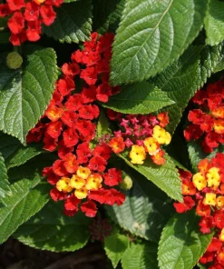 Lantana Salsa Live Plants - Pack of 3, 4-6 Inches Tall, Attracts Butterflies, Outdoor - Image 1