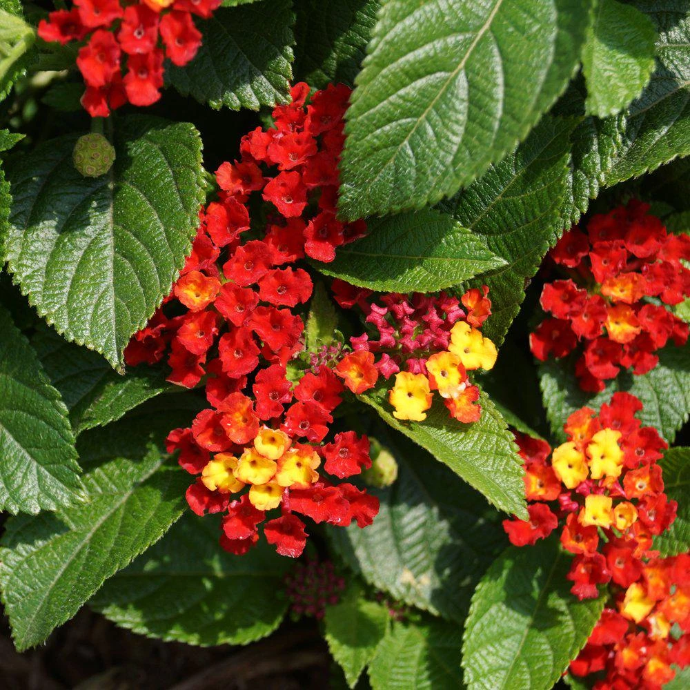 Lantana Salsa Live Plants - Pack of 3, 4-6 Inches Tall, Attracts Butterflies, Outdoor - Image 1