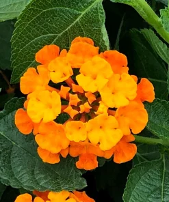 Lantana Spreading Sunset Live Plants - Trailing Orange Red Blooms, 5-9" Tall, 2-Pack, Outdoor - Image 2