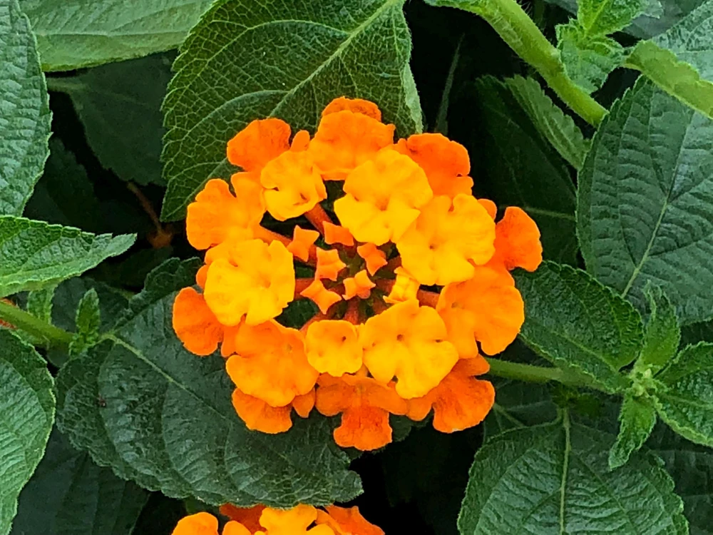 Lantana Spreading Sunset Live Plants - Trailing Orange Red Blooms, 5-9" Tall, 2-Pack, Outdoor - Image 2