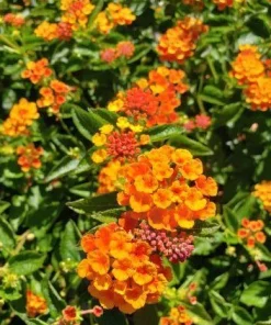 Lantana Spreading Sunset Live Plants - Trailing Orange Red Blooms, 5-9