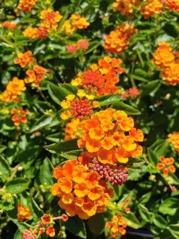 Lantana Spreading Sunset Live Plants - Trailing Orange Red Blooms, 5-9" Tall, 2-Pack, Outdoor - Image 3