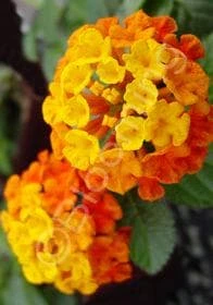 Lantana Spreading Sunset Live Plants - Trailing Orange Red Blooms, 5-9" Tall, 2-Pack, Outdoor - Image 4