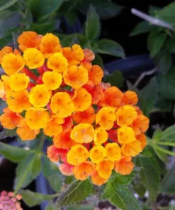 Lantana Spreading Sunset Live Plants - Trailing Orange Red Blooms, 5-9