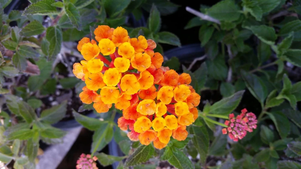 Lantana Spreading Sunset Live Plants - Trailing Orange Red Blooms, 5-9" Tall, 2-Pack, Outdoor - Image 6