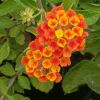Lantana Spreading Sunset Live Plants - Trailing Orange Red Blooms, 5-9" Tall, 2-Pack, Outdoor - Image 1