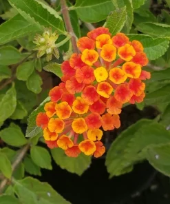 Lantana Spreading Sunset Live Plants - Trailing Orange Red Blooms, 5-9" Tall, 2-Pack, Outdoor - Image 1