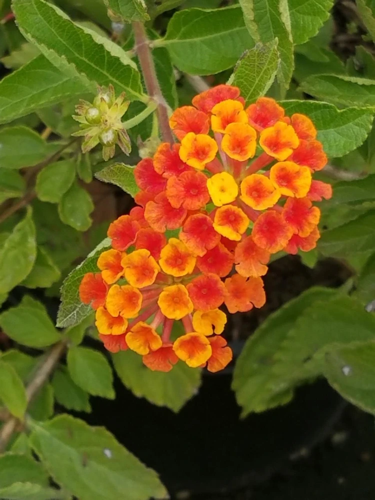 Lantana Spreading Sunset Live Plants - Trailing Orange Red Blooms, 5-9" Tall, 2-Pack, Outdoor - Image 1