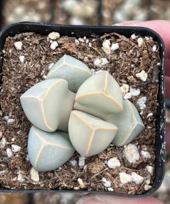 Lapidaria Margaretae Karoo Rose Live Plant – 2 inch Pot Succulent – Split Rock Plant - Image 2