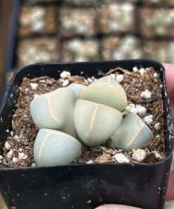 Lapidaria Margaretae Karoo Rose Live Plant – 2 inch Pot Succulent – Split Rock Plant - Image 3