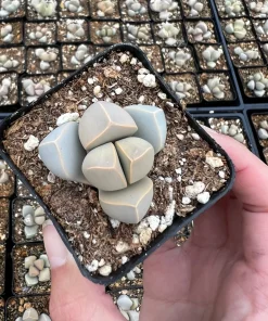 Lapidaria Margaretae Karoo Rose Live Plant – 2 inch Pot Succulent – Split Rock Plant - Image 4