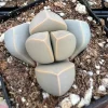 Lapidaria Margaretae Karoo Rose Live Plant – 2 inch Pot Succulent – Split Rock Plant - Image 1