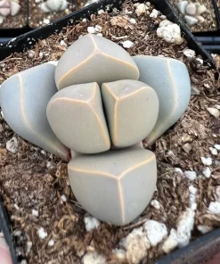 Lapidaria Margaretae Karoo Rose Live Plant – 2 inch Pot Succulent – Split Rock Plant - Image 1