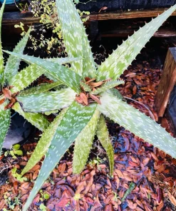 Large Aloe Vera Live Plant - Mature Medicinal Succulent in Pot - Indoor/Outdoor - Image 2