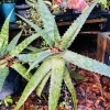 Large Aloe Vera Live Plant - Mature Medicinal Succulent in Pot - Indoor/Outdoor - Image 1