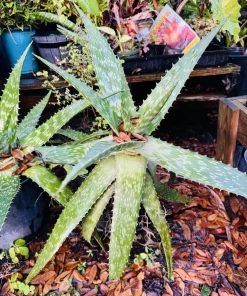 Large Aloe Vera Live Plant - Mature Medicinal Succulent in Pot - Indoor/Outdoor - Image 1