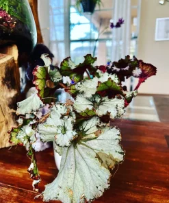 Large Begonia Live Plant – Colorful Indoor Houseplant in 6 Inch Ceramic Pot - Image 2
