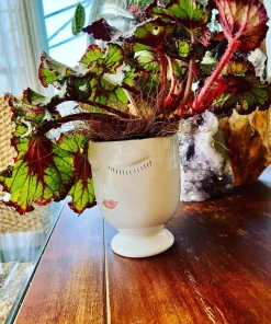 Large Begonia Live Plant – Colorful Indoor Houseplant in 6 Inch Ceramic Pot - Image 3