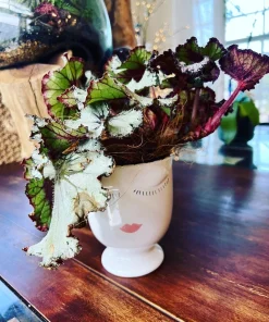 Large Begonia Live Plant – Colorful Indoor Houseplant in 6 Inch Ceramic Pot - Image 1
