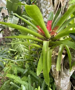 Large Bromeliad Live Plant in Pot - Tropical Flowering Indoor Houseplant - Image 2