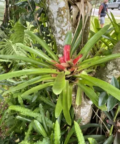 Large Bromeliad Live Plant in Pot - Tropical Flowering Indoor Houseplant - Image 3