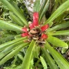 Large Bromeliad Live Plant in Pot - Tropical Flowering Indoor Houseplant - Image 1