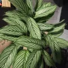 Large Calathea Live Plant in Decorative Pot - Tropical Prayer Plant Houseplant - Image 1
