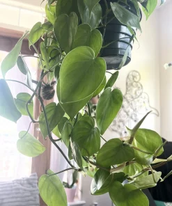 Large Heart Pothos Live Plant – 6 inch Hanging Basket – Indoor/Outdoor Easy Care - Image 2