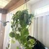 Large Heart Pothos Live Plant – 6 inch Hanging Basket – Indoor/Outdoor Easy Care - Image 1