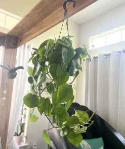 Large Heart Pothos Live Plant – 6 inch Hanging Basket – Indoor/Outdoor Easy Care - Image 1