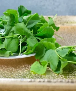 Large Leaf Centella Asiatica Seeds - 500 Gotu Kola Seeds for Planting - Image 2