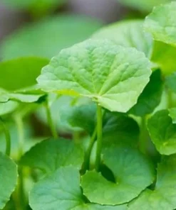 Large Leaf Centella Asiatica Seeds - 500 Gotu Kola Seeds for Planting - Image 3