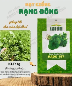 Large Leaf Centella Asiatica Seeds - 500 Gotu Kola Seeds for Planting - Image 4