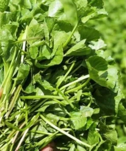 Large Leaf Centella Asiatica Seeds - 500 Gotu Kola Seeds for Planting - Image 5
