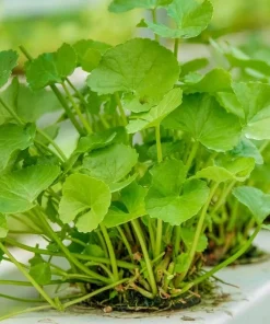 Large Leaf Centella Asiatica Seeds - 500 Gotu Kola Seeds for Planting - Image 6