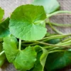 Large Leaf Centella Asiatica Seeds - 500 Gotu Kola Seeds for Planting - Image 1