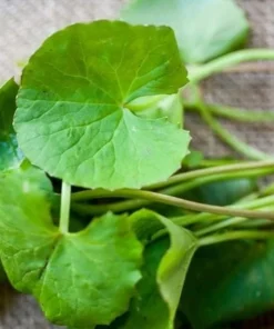 Large Leaf Centella Asiatica Seeds - 500 Gotu Kola Seeds for Planting - Image 1