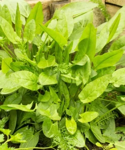 Large Leaf Sorrel Seeds – 200 Count – Rumex Acetosa – Garden Herb – Outdoor - Image 2