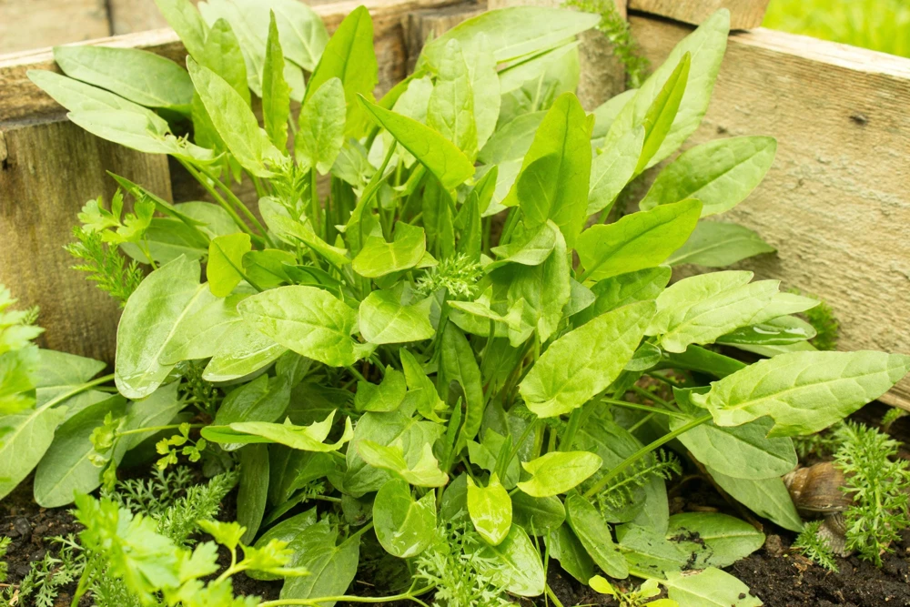 Large Leaf Sorrel Seeds – 200 Count – Rumex Acetosa – Garden Herb – Outdoor - Image 2
