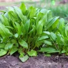 Large Leaf Sorrel Seeds – 200 Count – Rumex Acetosa – Garden Herb – Outdoor - Image 1