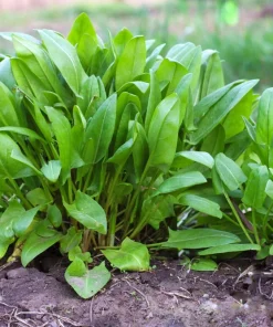 Large Leaf Sorrel Seeds – 200 Count – Rumex Acetosa – Garden Herb – Outdoor - Image 1