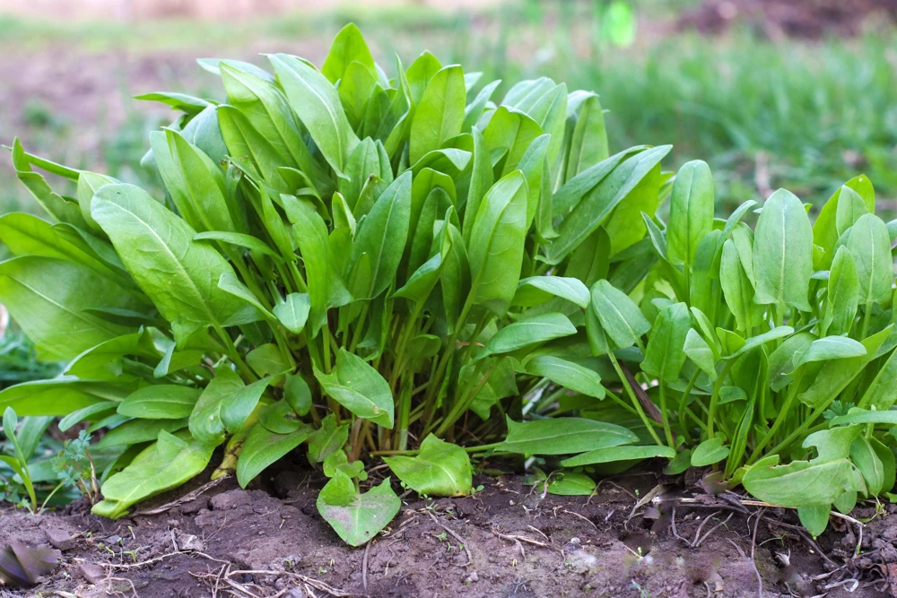 Large Leaf Sorrel Seeds – 200 Count – Rumex Acetosa – Garden Herb – Outdoor - Image 1