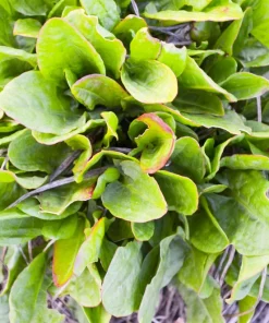 Large Leaf Sorrel Seeds – 200 Count – Rumex Acetosa – Garden Herb – Outdoor - Image 3