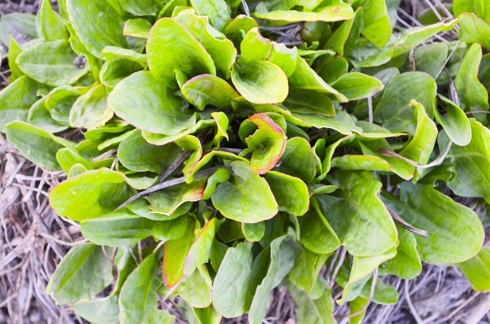 Large Leaf Sorrel Seeds – 200 Count – Rumex Acetosa – Garden Herb – Outdoor - Image 3