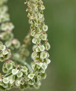 Large Leaf Sorrel Seeds – 200 Count – Rumex Acetosa – Garden Herb – Outdoor - Image 4