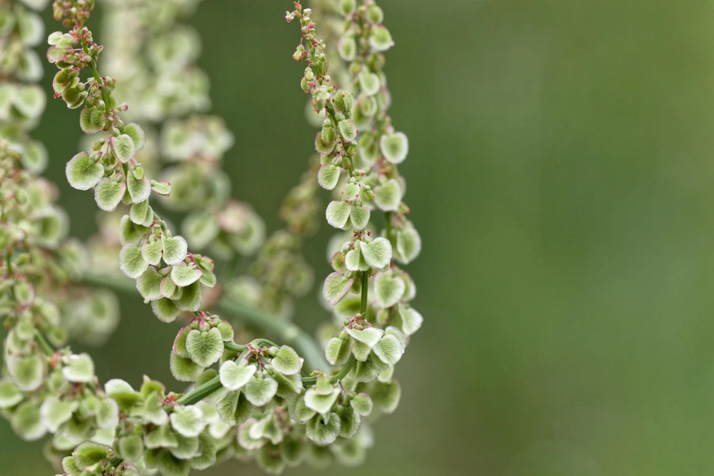 Large Leaf Sorrel Seeds – 200 Count – Rumex Acetosa – Garden Herb – Outdoor - Image 4