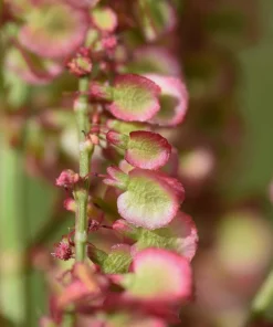 Large Leaf Sorrel Seeds – 200 Count – Rumex Acetosa – Garden Herb – Outdoor - Image 5