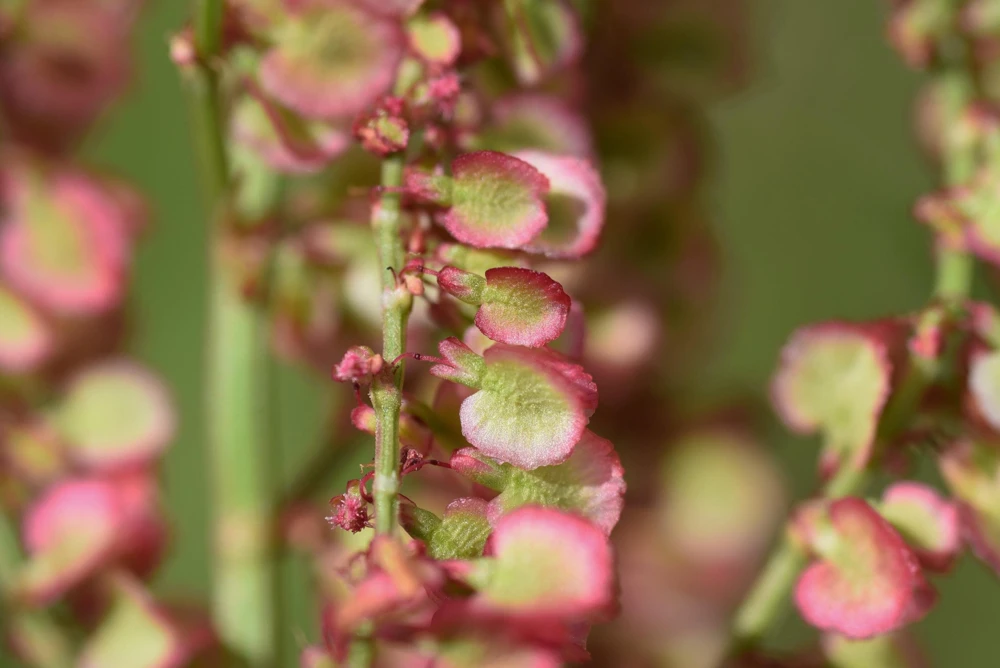 Large Leaf Sorrel Seeds – 200 Count – Rumex Acetosa – Garden Herb – Outdoor - Image 5